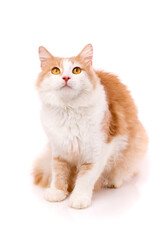 Wall Mural - Focused adult male cat sitting on a white background and looking up with yellow eyes.