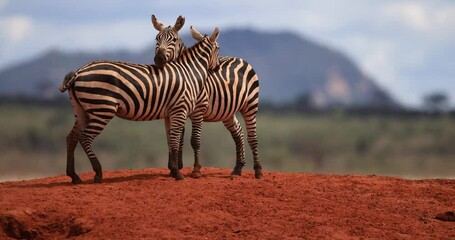 Wall Mural - two zebras hug each other in the tsavo game reserve