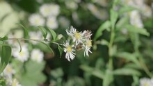 Close Up Of A Plant With White Heath Aster Flowers In Bloom Being Pollinated By A Bee