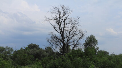 trees and sky