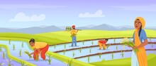 Indian Farmers Harvesting Rice. Farmer Working In Land Field, Rural Farming India Agriculture, Watering Paddy, Asian Worker On Planted Meadow, Cartoon Exact Vector Illustration