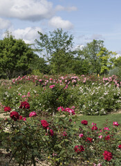 Wall Mural - Roseraie d'un parc floral