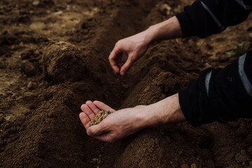 a handful of beet seeds for sowing in men's hands 1