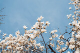 Fototapeta Big Ben - blooming tree
