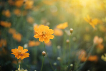 Wall Mural - flowers, grass, insects and sunlight