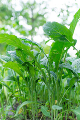 Canvas Print - Kale (Latin Brassica oleracea var.sabellica) in the garden	