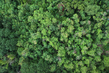 Top View Of Lush Green, Tropical Rainforest Or Woodland In The Evening