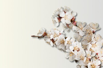 Sticker - cherry bloom branch, spring concept