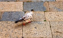 Pigeon On The Pavement