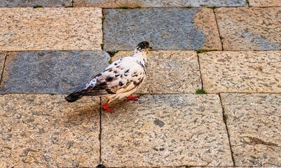 Wall Mural - pigeon on the pavement