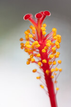 The Hibiscus Stamens And Pistil Up Close