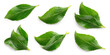 Leinwandbild Motiv Plum leaf isolated. Plum leaves on white background top view. Green fruit leaves flat lay.  Full depth of field.