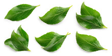Plum Leaf Isolated. Plum leaves On White Background Top View. Green Fruit Leaves Flat Lay.  Full Depth Of Field.