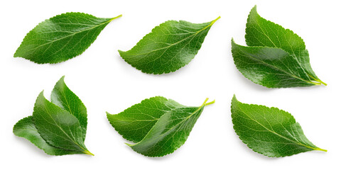 Sticker - Plum leaf isolated. Plum leaves on white background top view. Green fruit leaves flat lay.  Full depth of field.