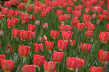 field of blooming red beautiful tulips in the garden