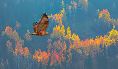 Poster - Aerial view of autumn forest over the clouds with red tailed hawk - Yedigoller , Turkey