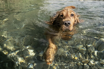 Wall Mural - cocker spaniel dog swimming in the water