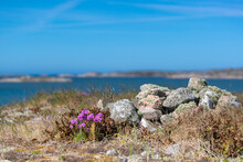 Rocks, Dry Grass And Purple Sea Thrift Flowers With Sea Background Shot In Summertime In Sweden, Scandinavia