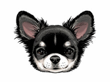 Cute Long Haired Chihuahua Sketch. Realistic Dog Portrait. Drawn Puppy