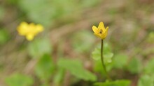 Lesser Celandine Or Yellow Ficaria Verna. Wild Yellow Flowers Blooming In The Meadow.