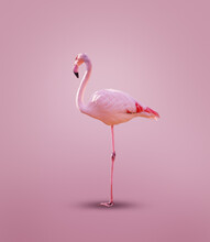 One Pink Flamingo Posing Over Clean Color Background
