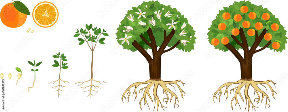 Life cycle of orange tree isolated on white background. Plant growing ...