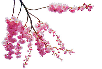 tree branch flower photo overlays, summer spring painted overlays, photo art, png