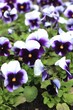 Beautiful violets in the garden