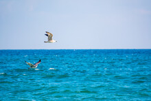 Two Sea Gulls Fly Over The Water.