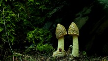 Time Lapse Footage Of A Pair Of Mushrooms. The Growth Of Fungi. Mushrooms Grow Very Quickly.