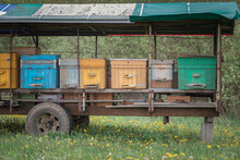 Village Transportable Apiary On A Cart, Stands On The Field. Bees Collect Honey.