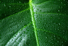 Texture Of Green Leaf With Water Drops