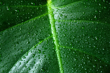 Texture of green leaf with water drops