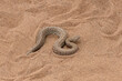 Saharan horned viper, Cerastes cerastes, snake in the sand in the Namib desert
