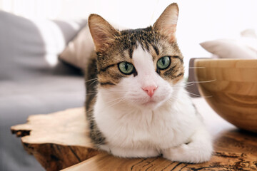 Wall Mural - a domestic cat is lying on the table close-up