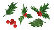 © Ольга Рудакова - Set of botanical elements of green holly leaves and clusters of berries.