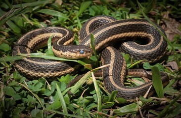 Butler's Garter snake macro portrait on grass 