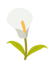 Poster - Calla flower tropical plant. Vector illustration