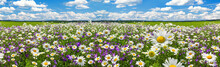 Spring Landscape Panorama With Flowering Flowers On Meadow. White Chamomile Blossom On Field. Panoramic Summer View Of Blooming Wild Flowers In Meadow