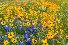 Field Of Texas Wildflowers