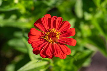 Zinnia peruviana red orange flowering peruvian annual plant in bloom, beautiful colorful petal flower in bloom