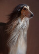 afghan hound face in the wind