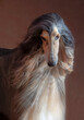 face of afghan hound looking down