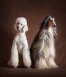 afghan Hound and  giant 
poodle posing