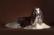 Afghan Hound Laying In The Ground