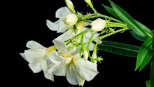 White-Yellow Oleander Blooming In Time Lapse On A Black Background. Nerium Beautiful And Delicate Flowers Blooming. Ornamental Green Plants For Decoration Tropical Garden