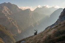 Alpine Ibex In The Julian Alps Mountains