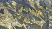 Top View Of Many Trout Floating In The Water In A Fish Farm Tank. Cultivation And Trade Of Fresh Fish Of The Salmon Family.