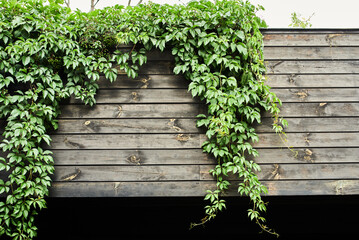 Wall Mural - green bushes near the path in landscape design, landscaping in the park outdoors