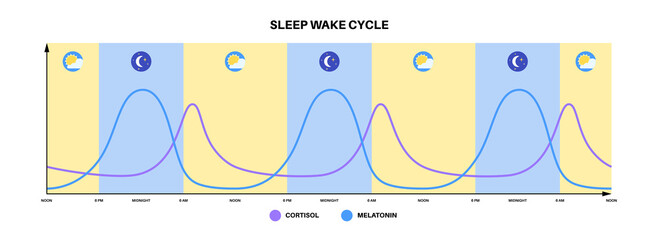 Wall Mural - Sleep wake cycle